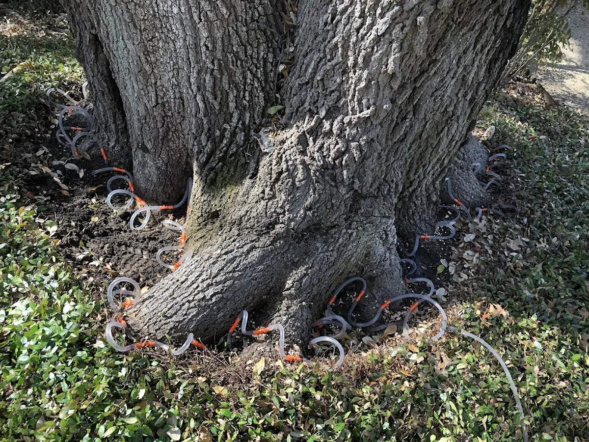 Detailed Tree Cabling and Bracing job site in Alton Bay