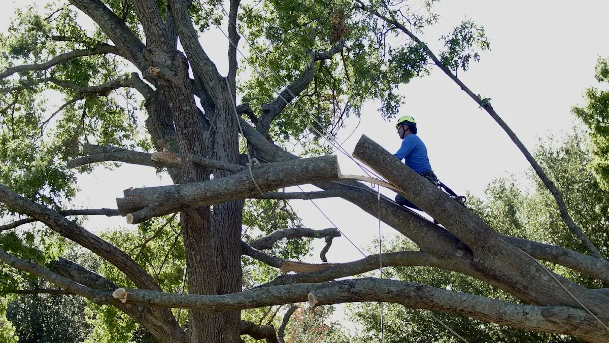 Professional Crown Thinning performed by certified arborists in Alton Bay