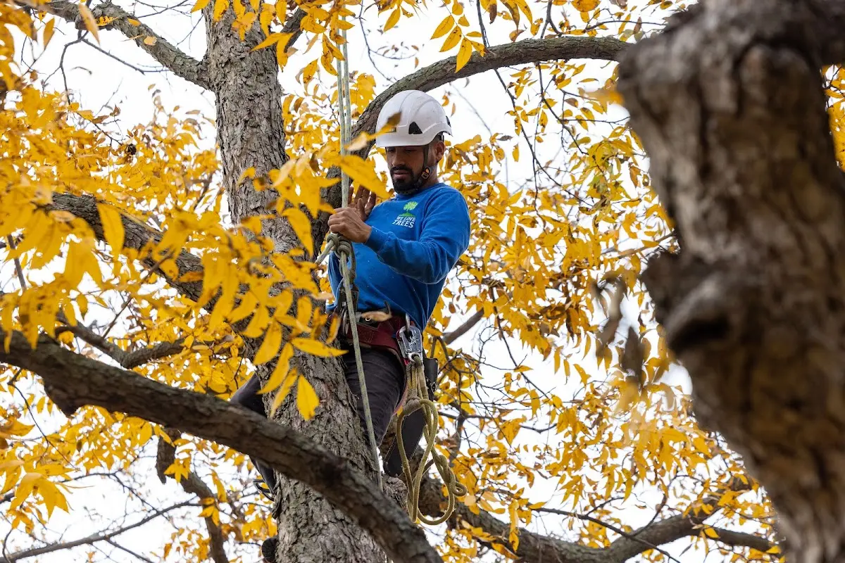 Skilled Tree Transplanting crew working in Alton Bay