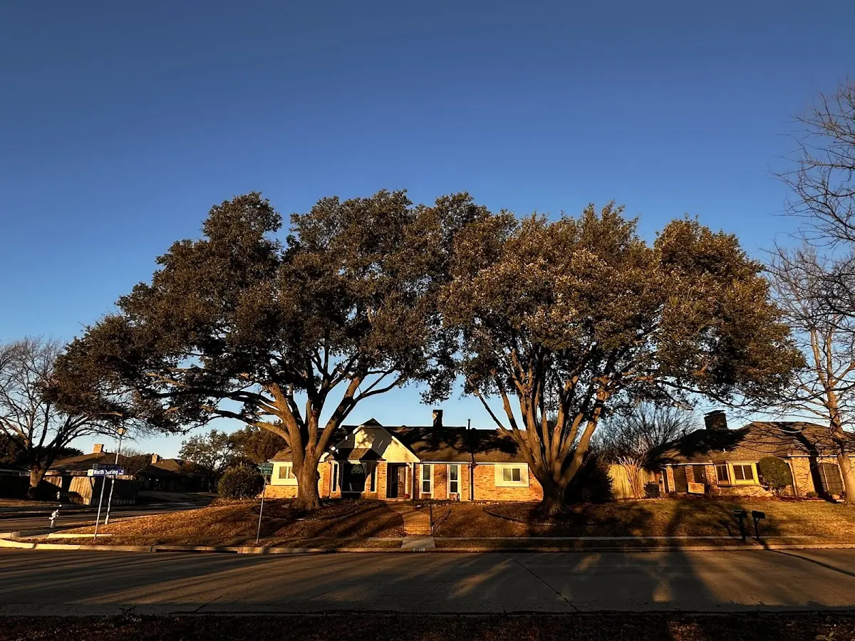 Established residential canopy tree shading a home in Alton Bay